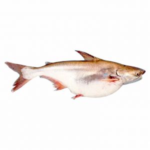 Shark catfish (Stewed shark catfish with Caramel Sauce, sweet and sour broth, or fried crispy )