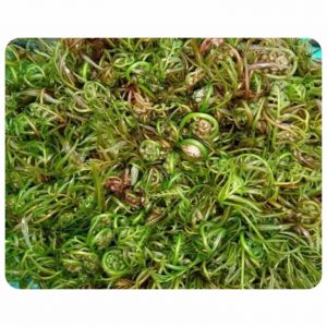 Sauteed Epiphytic fern with garlic, Sauteed Epiphytic fern With Shrimp or Beef or pork