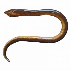 Eel (Stewed eel with Caramel Sauce, or sweet and sour broth, or fried crispy )